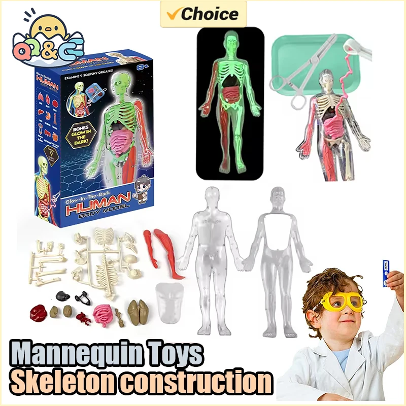Human Skeleton Organ Anatomy B - Model Kit Fantasy review and price